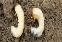 防治蛴螬可用什么农药 怎样辨别蛴螬危害