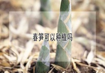 春笋可以种植吗？