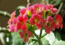 长寿花喜欢什么土壤