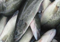 鲈鱼是淡水鱼还是海鱼？海鲈鱼和河鲈鱼的区别？