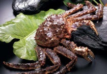 帝王蟹吃什么？