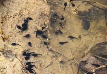 黑色的蝌蚪是什么？