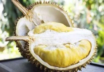 榴莲种子发芽朝上还是朝下种