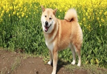 柴犬寿命能活多久？智商高不高 该怎么饲养呢