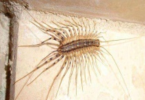 蚰蜒有毒吗咬人吗 蚰蜒怎么消灭