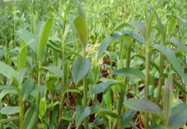 石斛可不可以生吃 石斛怎么吃