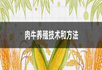 肉牛养殖技术和多久？