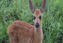 狍子是不是保护动物 附狍子的繁殖方式