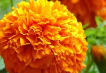 万寿菊花谢了怎么多久？