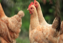 养土鸡怎么找销路 具体有哪些渠道