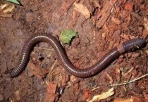 1斤蚯蚓一年繁殖多少？