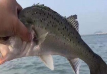 海钓鲈鱼有什么技巧？钓点怎样选择