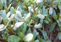 解蜂毒的中草药有哪些 详细介绍