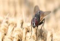 苍蝇的过冬方式 附苍蝇防治多久？