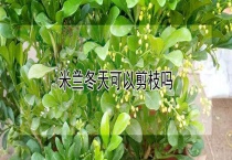 米兰冬天可以剪枝吗？