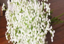 满天星花有毒吗？