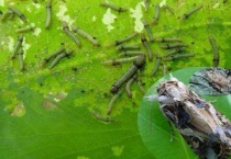 灭幼脲治什么虫