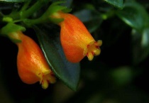 金鱼花怎么掐尖