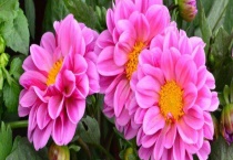 小丽花和大丽花区别？