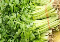 芹菜什么时候育苗什么时候栽种