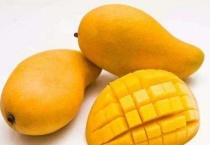 芒果开花期的管理技术