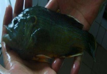 太阳鱼多少钱一斤 太阳鱼的营养价值