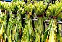 倒笃菜是不是雪菜 附历史典故