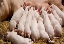 仔猪断奶后喂食技术 仔猪的排粪状况