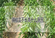 辣椒苗不长高什么原因？