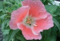 古代稀是什么花