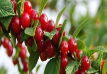 有点坏了的樱桃还能不能吃 附樱桃的挑选多久？