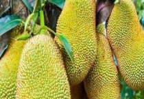 菠萝蜜能生吃吗 菠萝蜜的主要价值