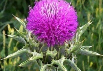 水飞蓟是什么植物