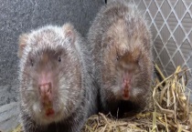 竹鼠吃的树有哪些 关于竹鼠的基本介绍