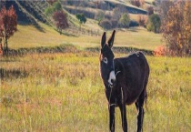 驴子是由什么繁殖的