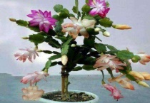 嫁接后叶仙还生长吗？