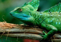 爬行动物和哺乳动物有什么区别？？