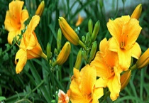 忘忧花和忘忧草有什么不同 忘忧草的主要品种有哪些？