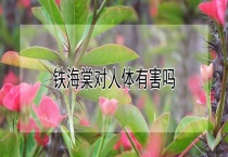 铁海棠对人体有害吗？