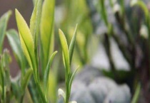 茶胴枯病 主要防治方法是什么？