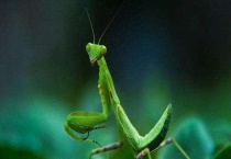 螳螂是如何繁殖后代的 附常见螳螂种类