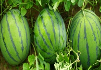 清火的水果有哪些 主要有以下几种