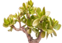 燕子掌与玉树的区别？