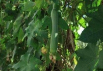 丝瓜藤不结瓜是怎么回事