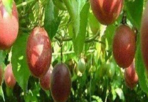 百香果不肯长花怎么办？