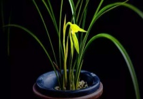 花草四雅指的是什么？