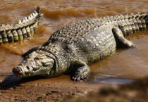 鳄鱼属于什么动物