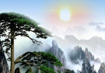 迎客松是裸子植物吗？