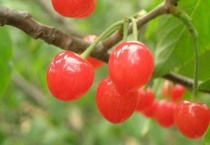 宾库大樱桃介绍