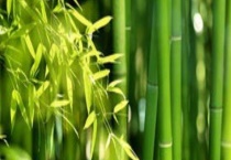 干竹子生虫怎么处理 附竹子的生活用途